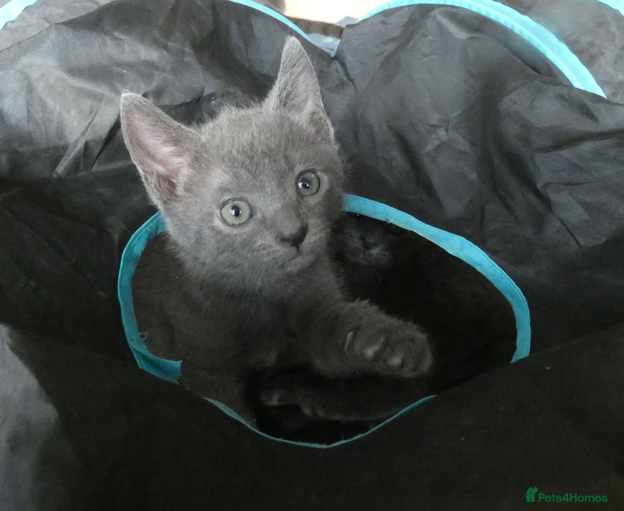 Russian Blue cats Pure Russian Blue kittens *1 boy, 1 girl left* - Advert 5