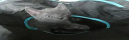 Russian Blue cats for sale: Pure Russian Blue kittens *1 boy, 1 girl left* - Advert 1