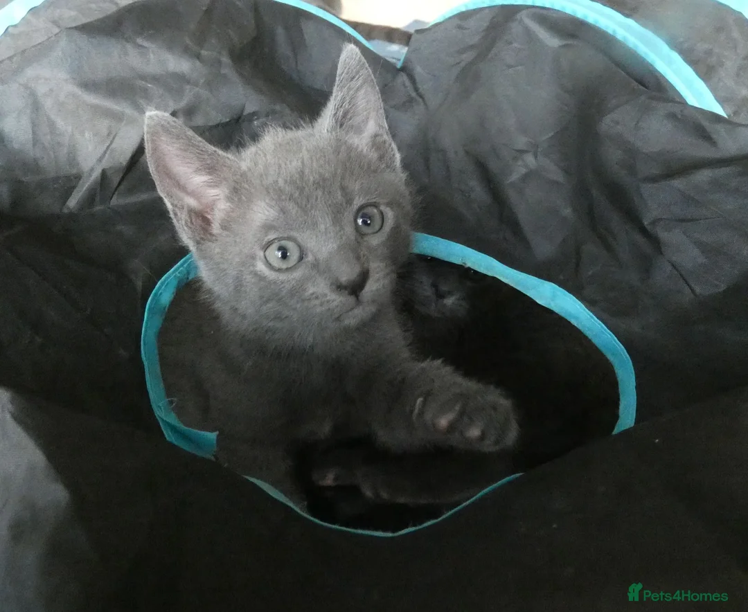 Russian Blue cats for sale: Pure Russian Blue kittens *1 boy, 1 girl left* - Advert 1