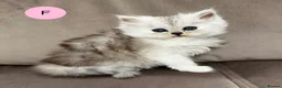 Persian cats for sale: Beautiful fluffy Persian kittens, PKD clear - Advert 16