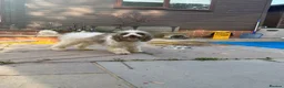 Cavapoo dogs for sale: 4 adorable cavapoo puppies - Advert 18