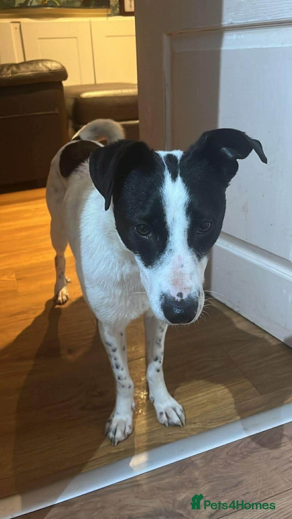 Mixed Breed dogs Meet Ottilie, currently residing in West Yorkshire - Advert 3