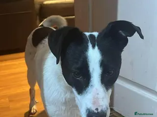 Mixed Breed dogs Meet Ottilie, currently residing in West Yorkshire - Advert 3