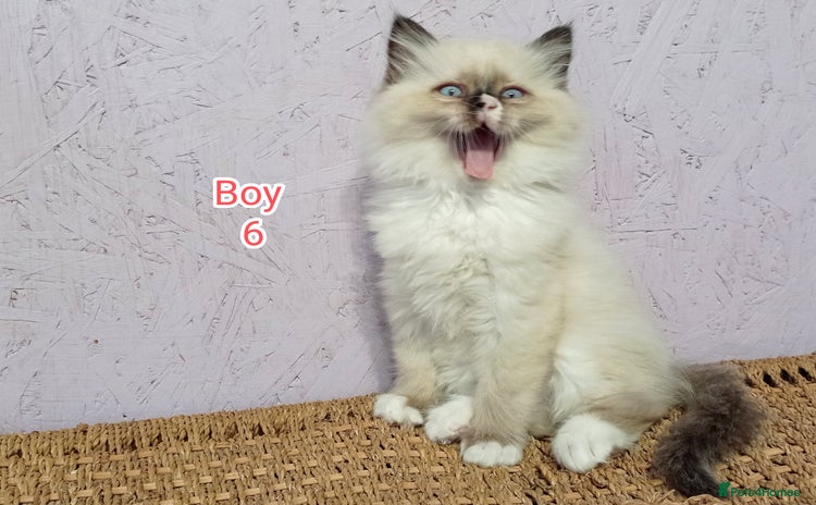 Ragdoll cats - Advert 12