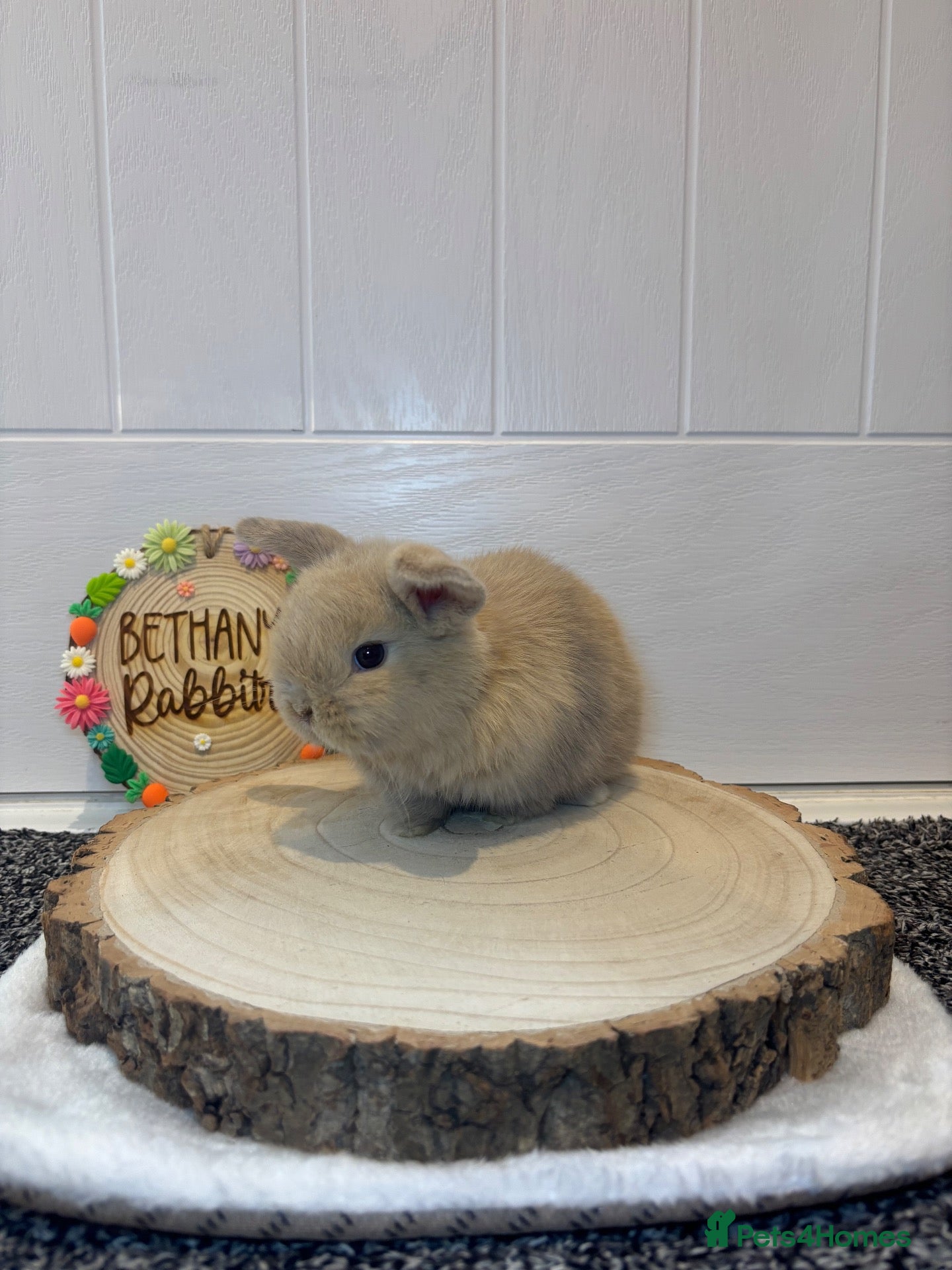 Mini Lop rabbits 🐰 Two Gorgeous Mini Lop Babies 🤍 - Advert 1