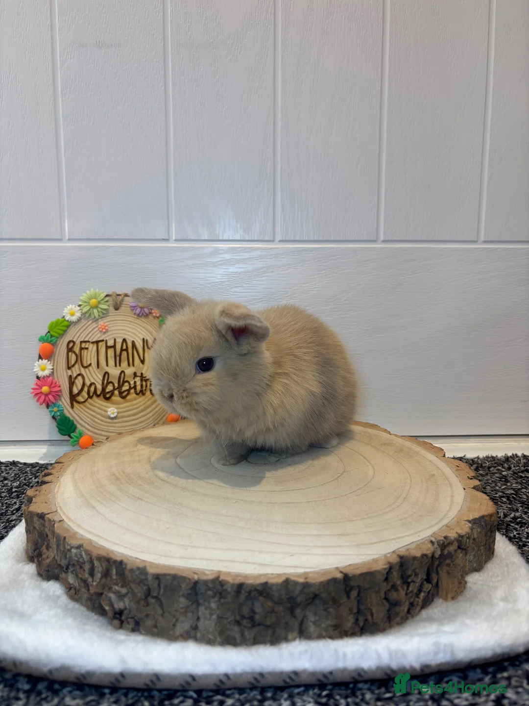 Mini Lop rabbits for sale: 🐰 Two Gorgeous Mini Lop Babies 🤍 - Advert 1