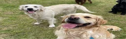 Golden Retriever dogs for sale: Stunning golden retriever puppies  - Advert 1