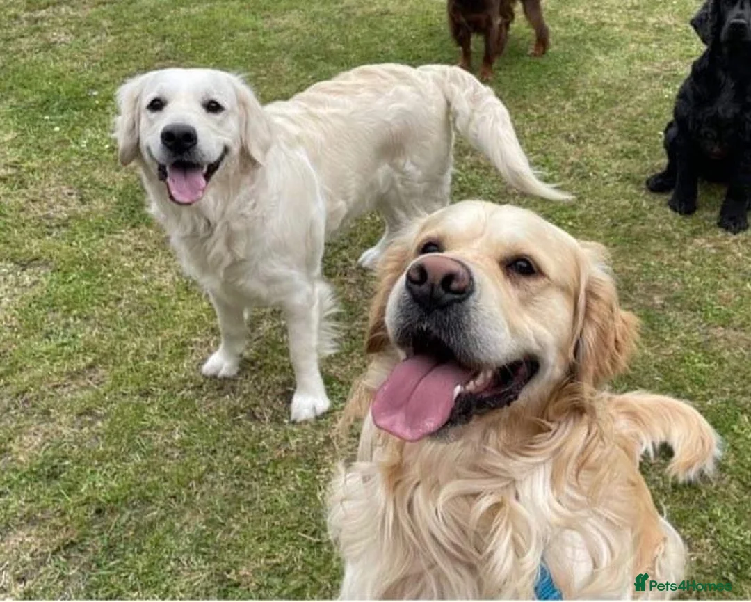 Golden Retriever dogs for sale: Stunning golden retriever puppies  - Advert 1