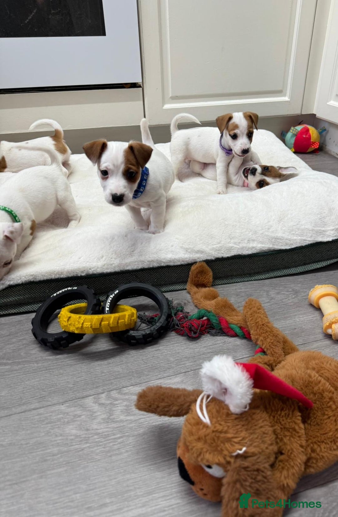 Jack Russell dogs for sale: 8 Week Old Jack Russel Puppies  - Advert 1