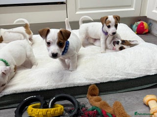 Jack Russell dogs 8 Week Old Jack Russel Puppies - Advert 1