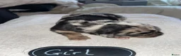 Mixed Breed dogs for sale: Cane shepherds - Advert 28