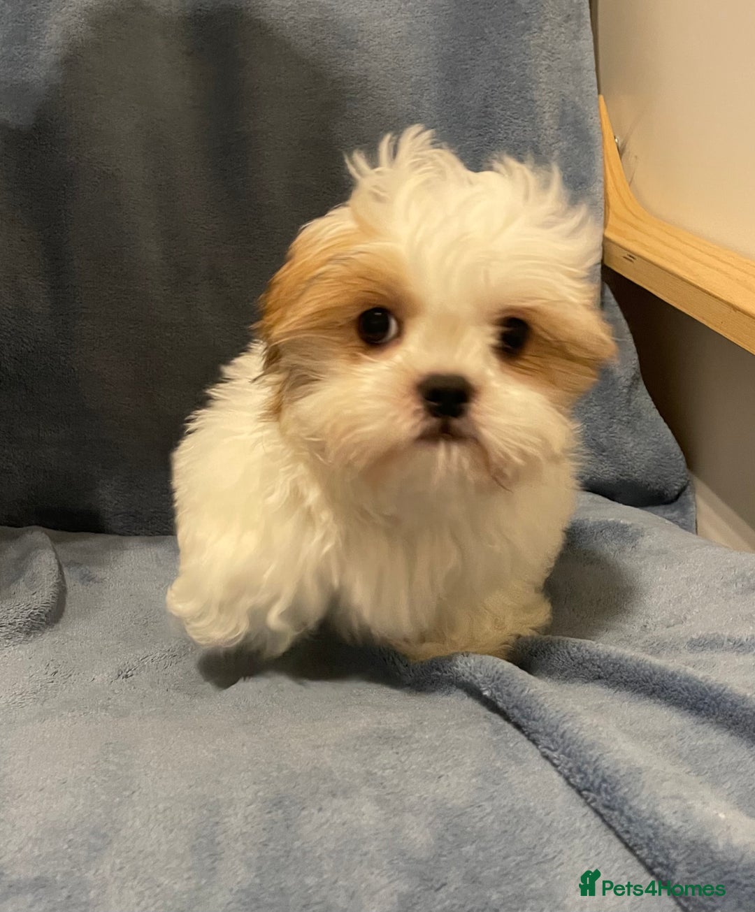 Shih Tzu dogs for sale: Standard pure bred Girl puppy. - Advert 28