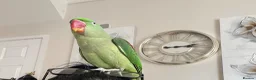 Parrots birds for sale: Female Alexandrine parrot aged 4  in Sunderland - Advert 4