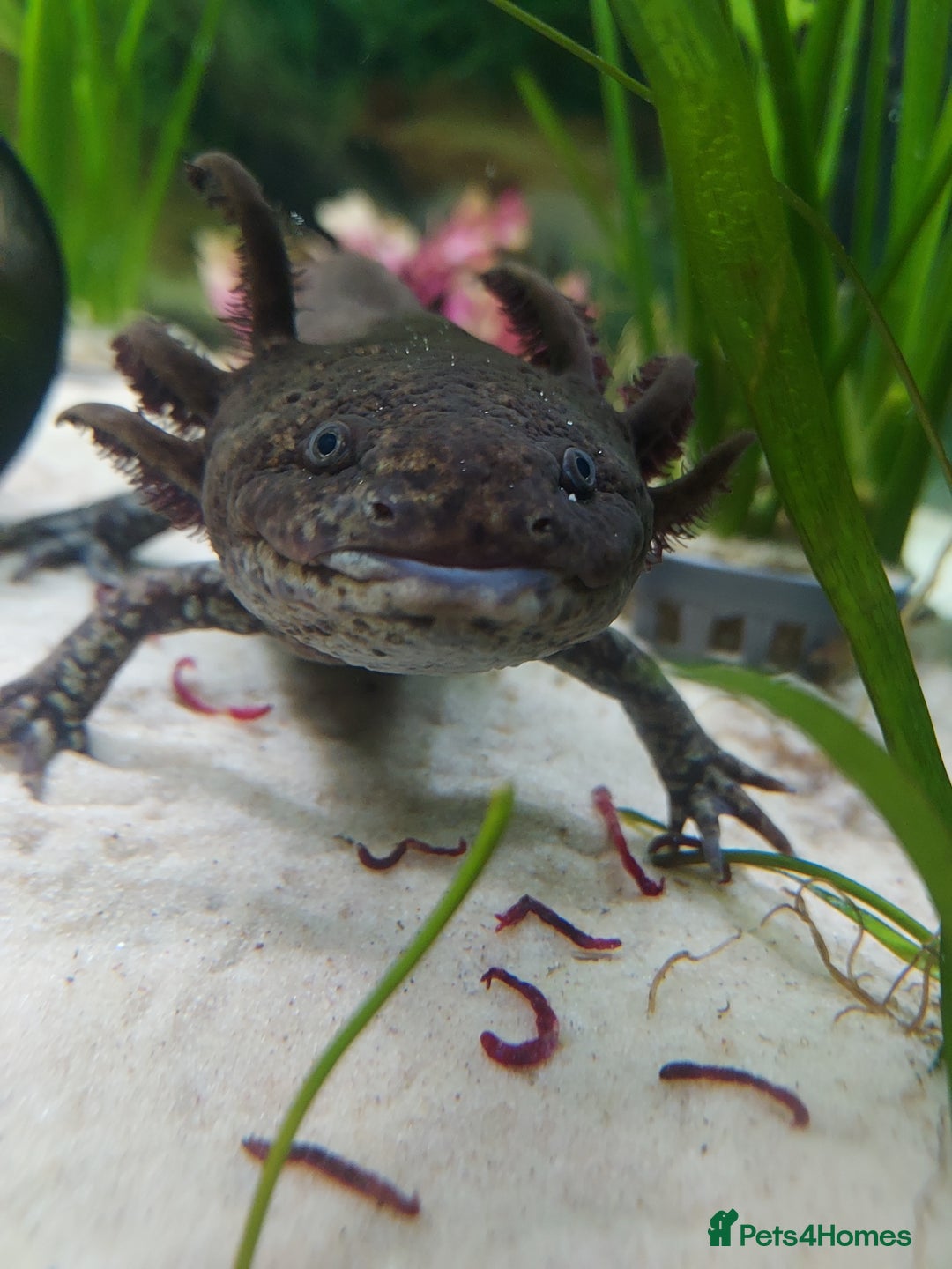 Axolotl reptiles for sale: Two healthy male axolotls, leucisistic and Wild - Advert 7