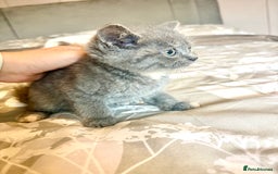 Persian cats for sale: Beautiful kittens  - Image 3