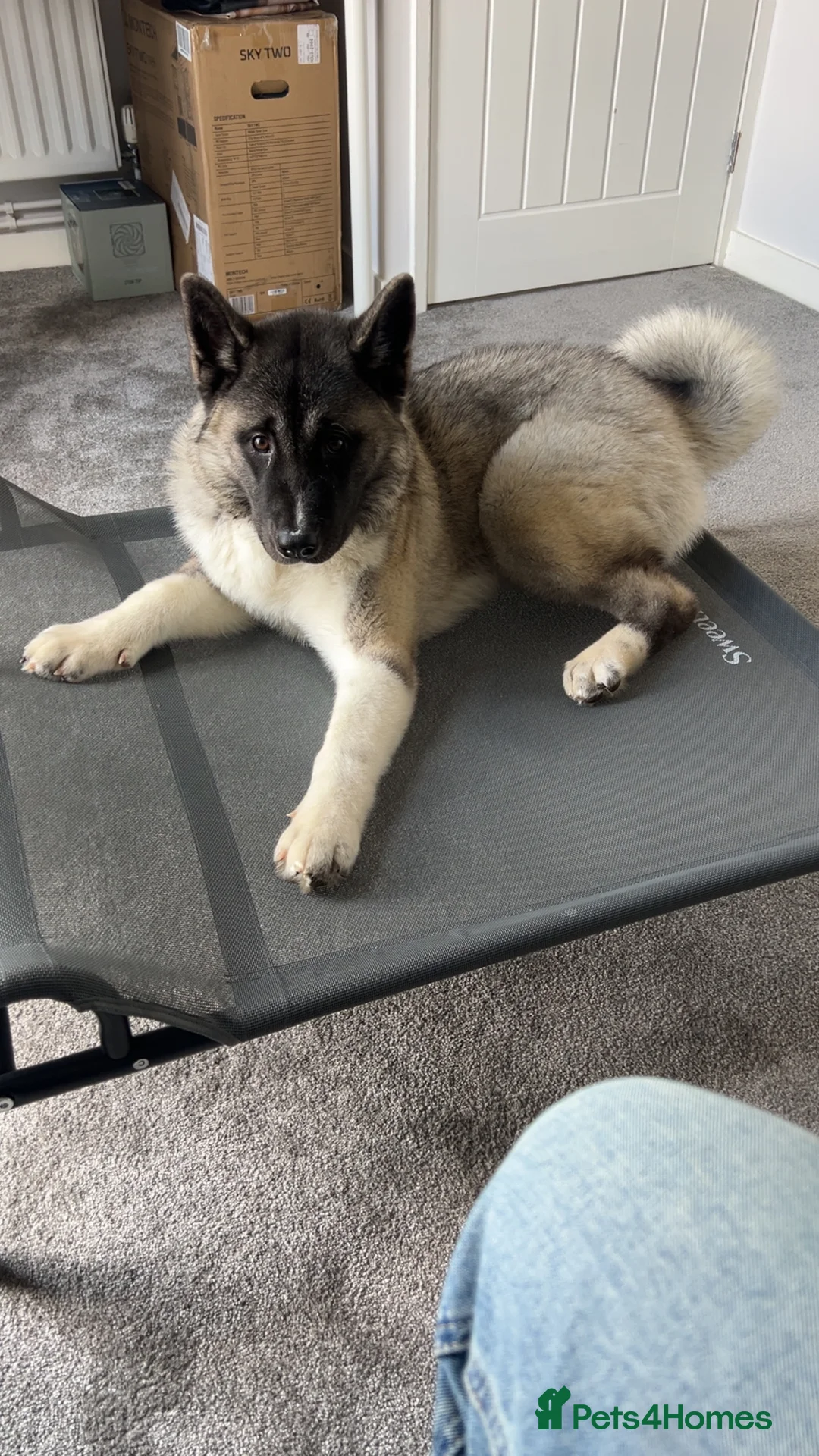 Akita dogs for sale: Kira The American Akita in Brandon - Advert 15