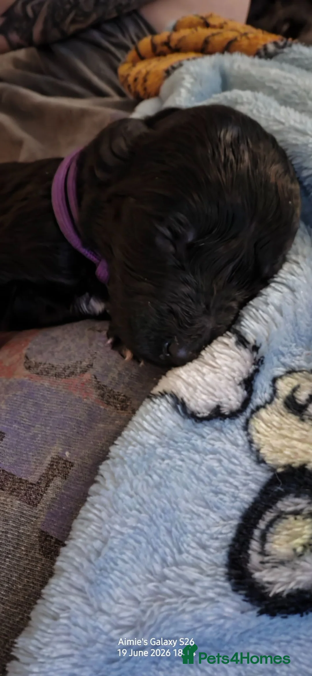 Double Doodle dogs for sale: Double doodle puppies 🐶 - Advert 2