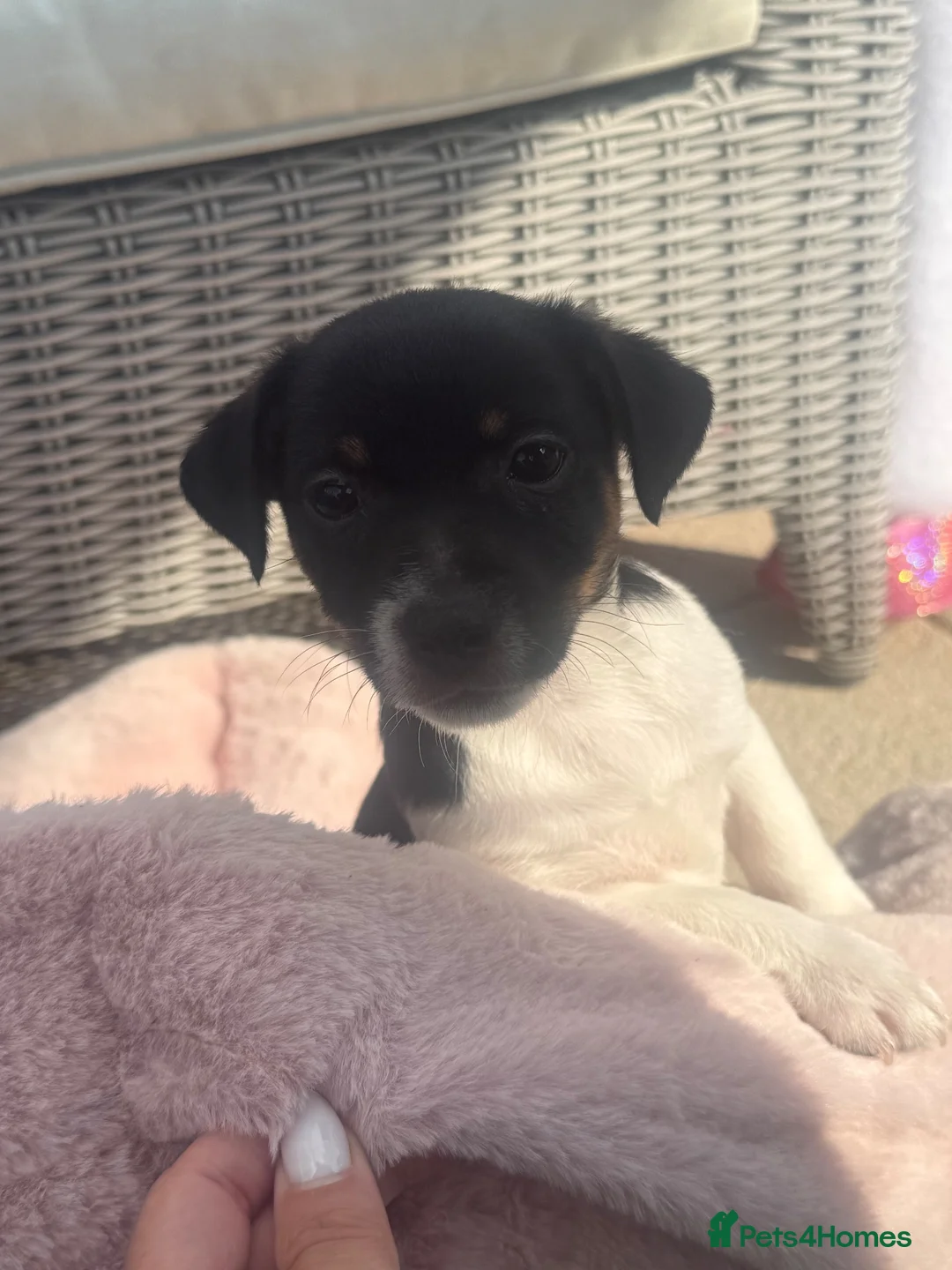 Jack Russell dogs for sale: Beautifull Jack Russell puppies  - Advert 12