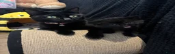 Mixed Breed cats for sale: I have 3 remaining kittens! Ready to go! - Advert 1