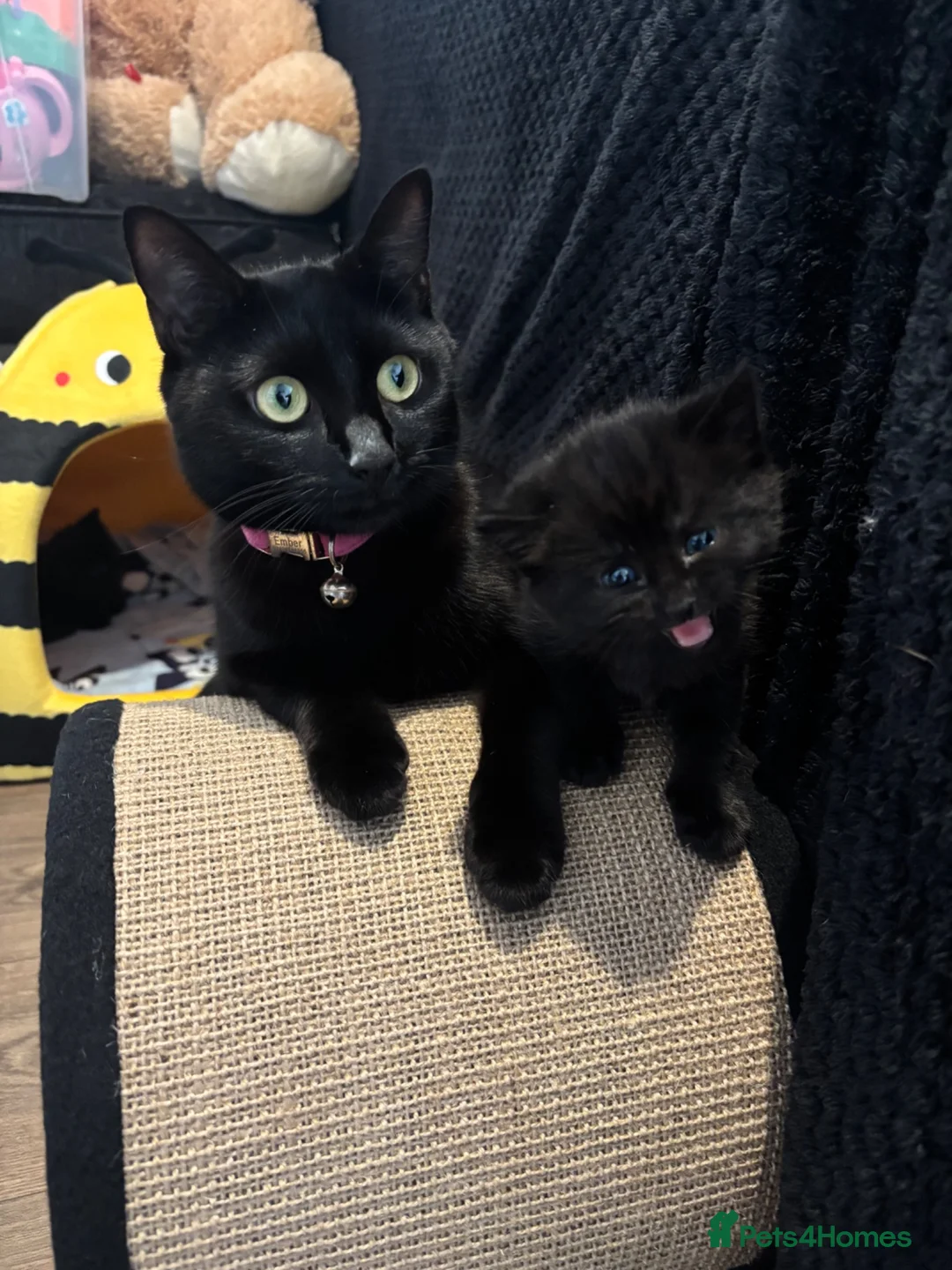Mixed Breed cats for sale: I have 3 remaining kittens! Ready to go! - Advert 1