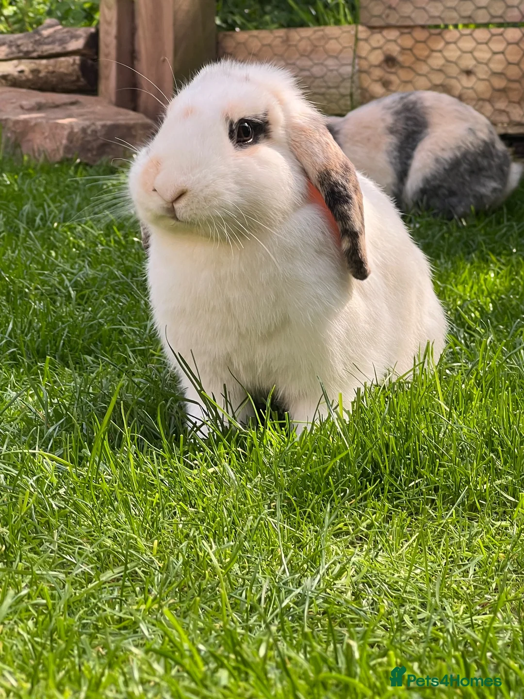 Mini Lop rabbits for sale: Young rabbit  - Advert 6
