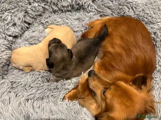Miniature Dachshund dogs Beautiful Long Haired Miniature Dachshund Puppies - Advert 2