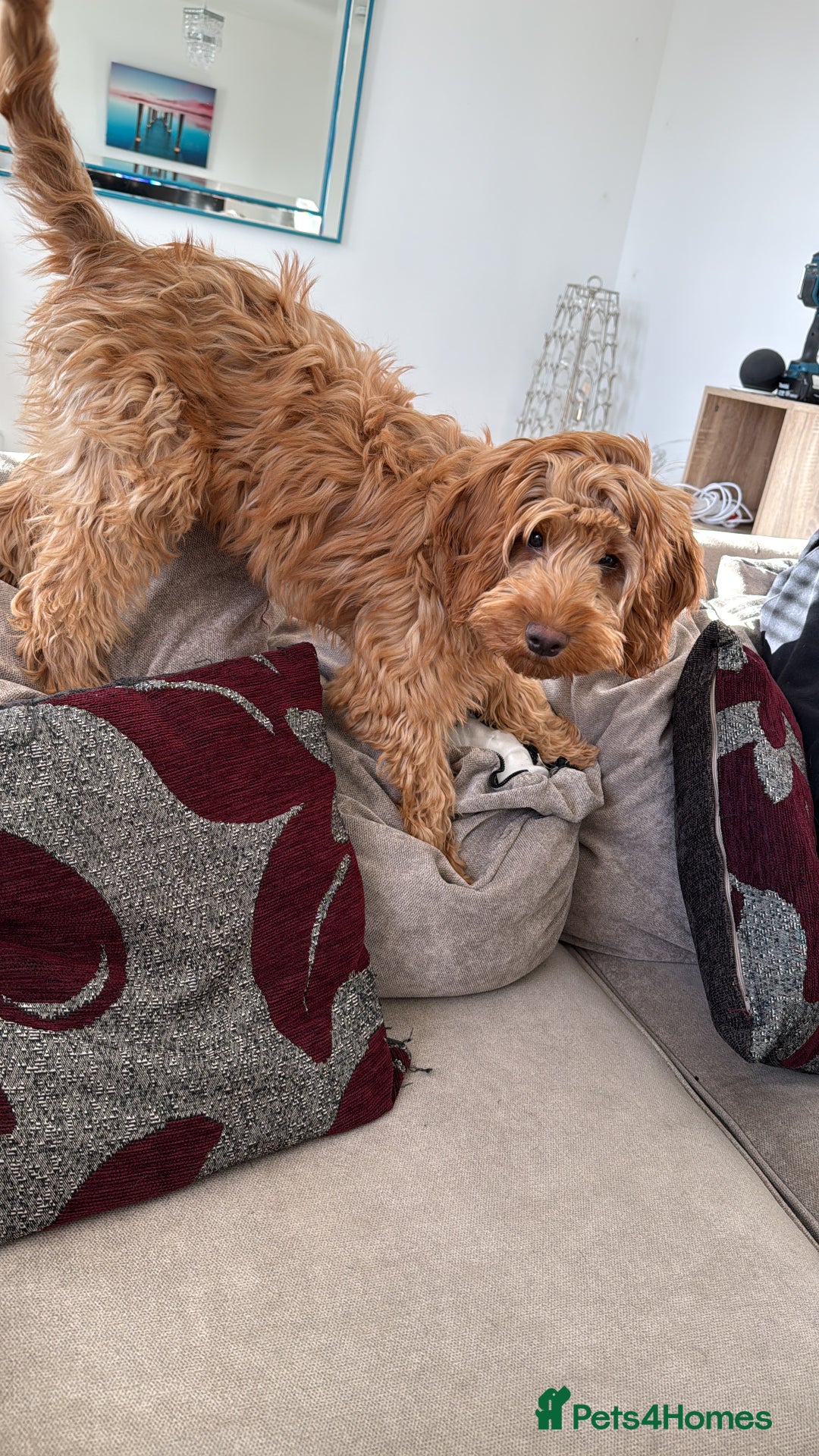 Cockapoo dogs for sale: Cockapoo Pup  - Advert 7