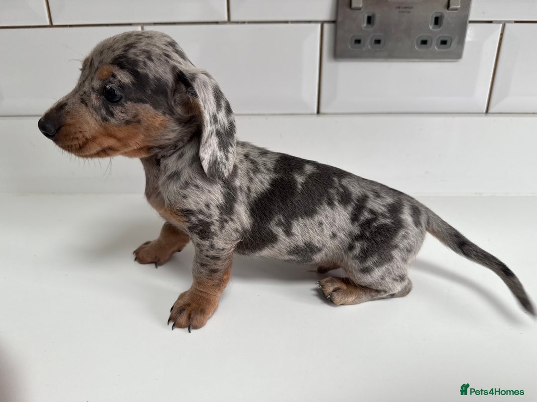 Miniature Dachshund dogs for sale: Miniature dachshund boys can leave today ❤️🤍  - Image 7
