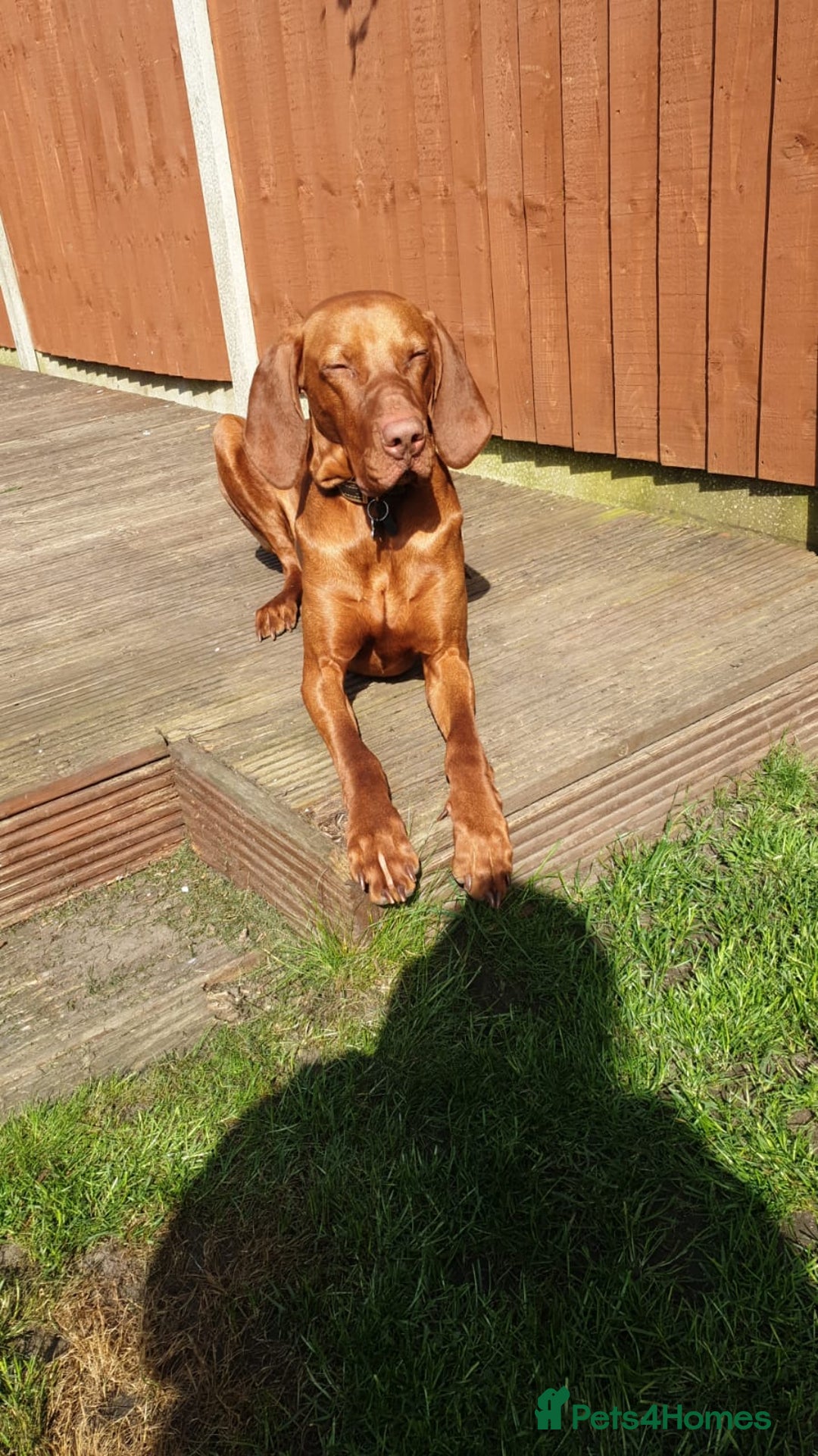 Hungarian Vizsla dogs for stud: Hungarian Vizsla stud in Warrington - Image 1