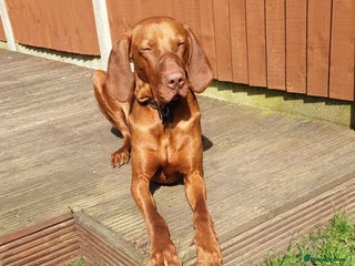 Hungarian Vizsla dogs in Warrington - Advert 2