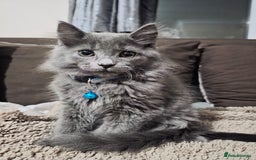 Mixed Breed cats for sale: Adorable fluffy kittens looking for a new home. - Image 5