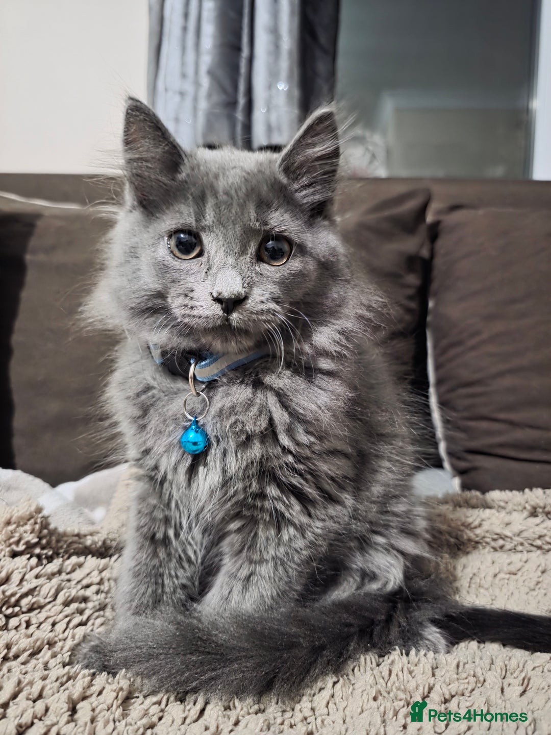 Mixed Breed cats for sale: Adorable fluffy kittens looking for a new home. - Image 5