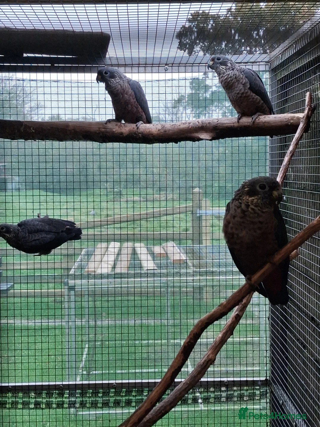 Parrots birds for sale: Green Thighed Caiques & Dusky Pionus - Advert 2