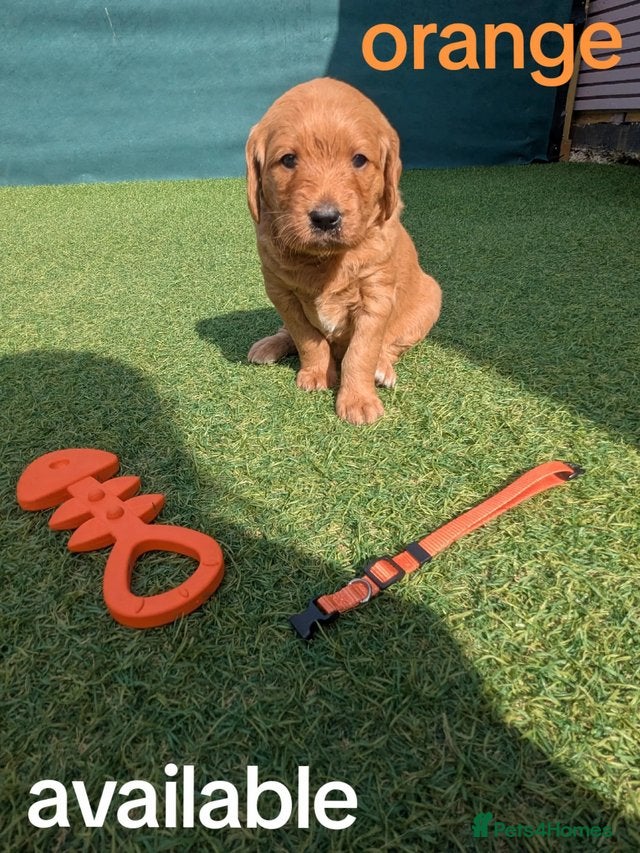 Goldendoodle dogs golden doodle puppies - Advert 1