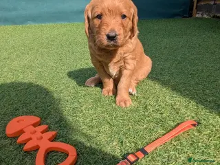 Goldendoodle dogs golden doodle puppies - Advert 5
