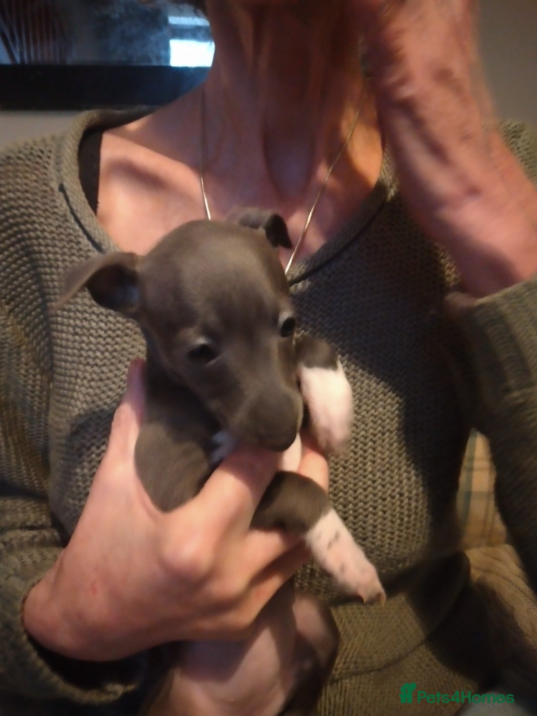 Italian Greyhound dogs for sale: Beautiful KC registered puppies - Advert 8