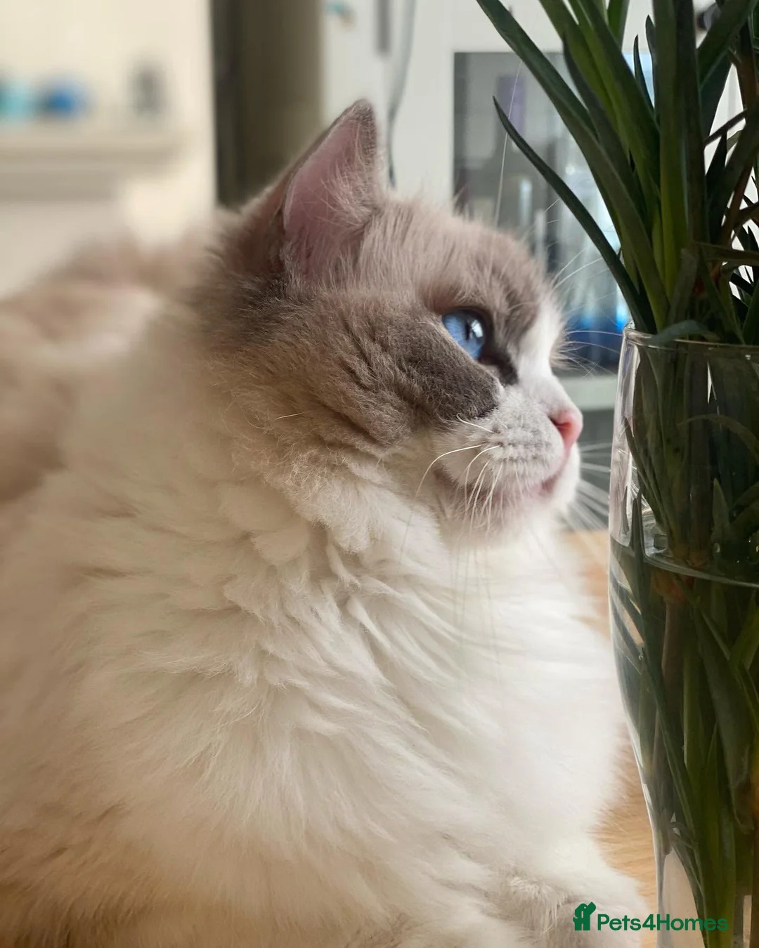 Ragdoll cats for sale: Muffin Our Funny Confident Little boy - Advert 2