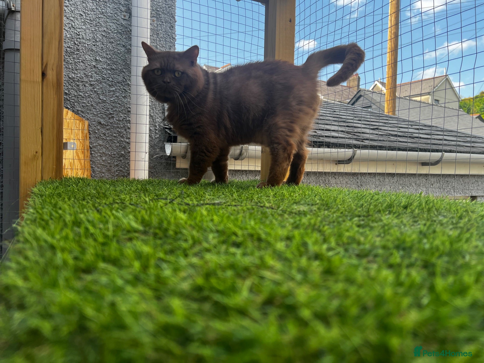 British Shorthair cats Active champion cinnamon stud - Advert 1