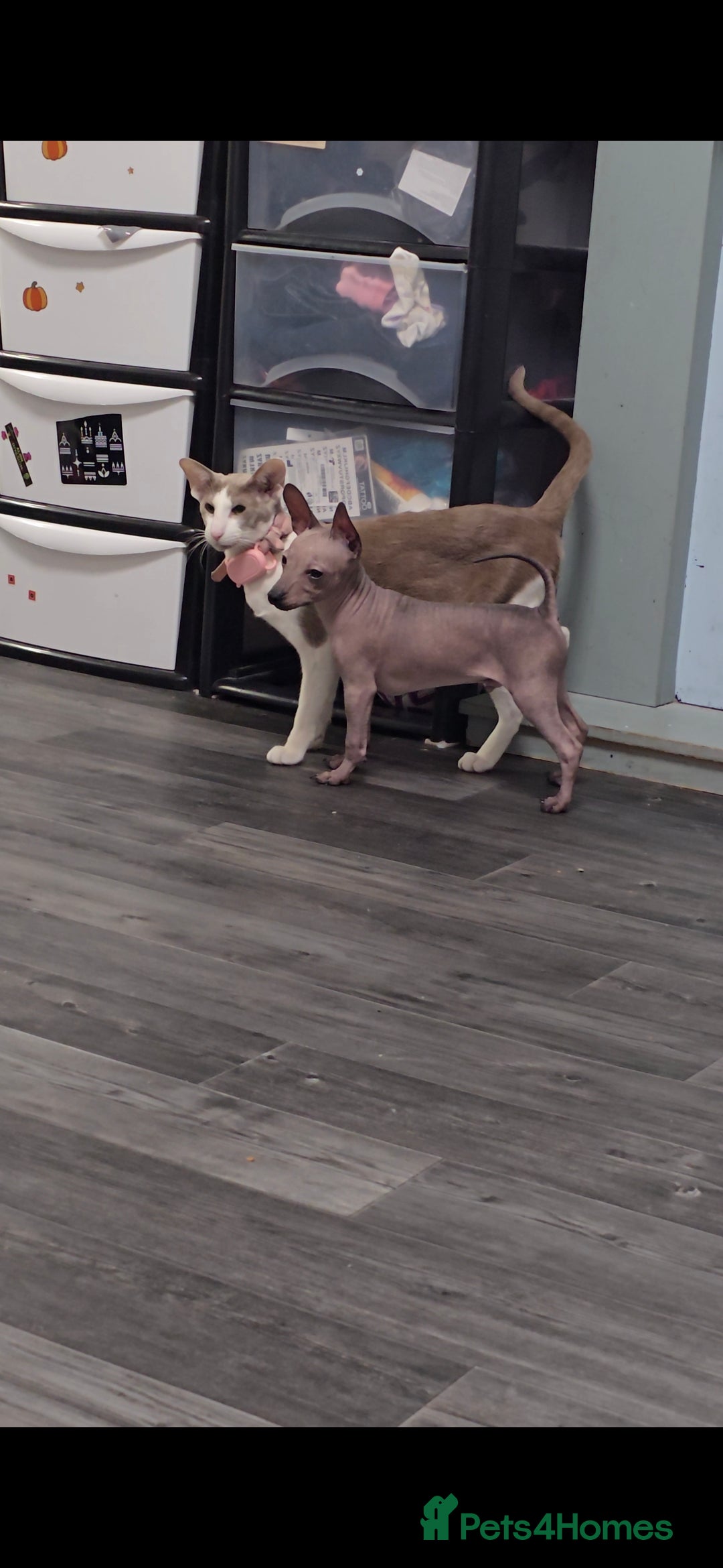 Mexican Hairless dogs for sale: XOLO Last two boys RKC registered.Liver and black  - Advert 5