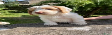 Cockapoo 11