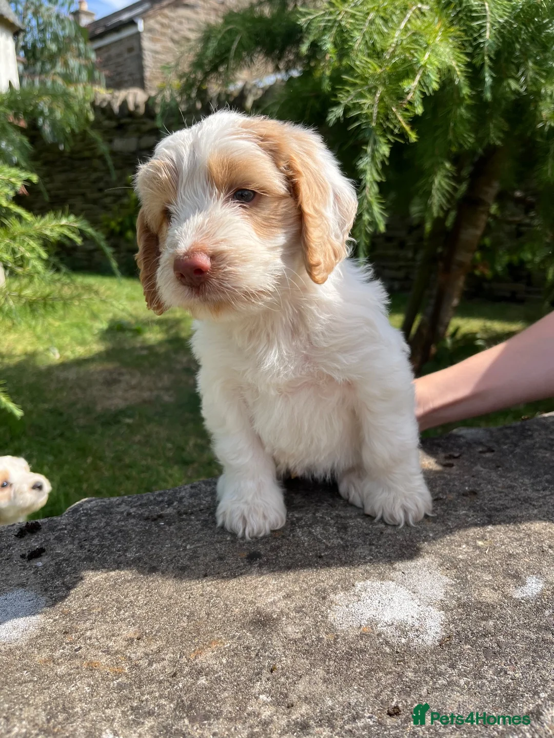 Cockapoo dogs for sale: Cockapoo  - Advert 14