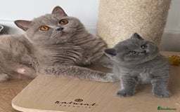 British Shorthair cats for sale: 🏆Champion GCCF British Shorthair kittens 🏆 - Image 13