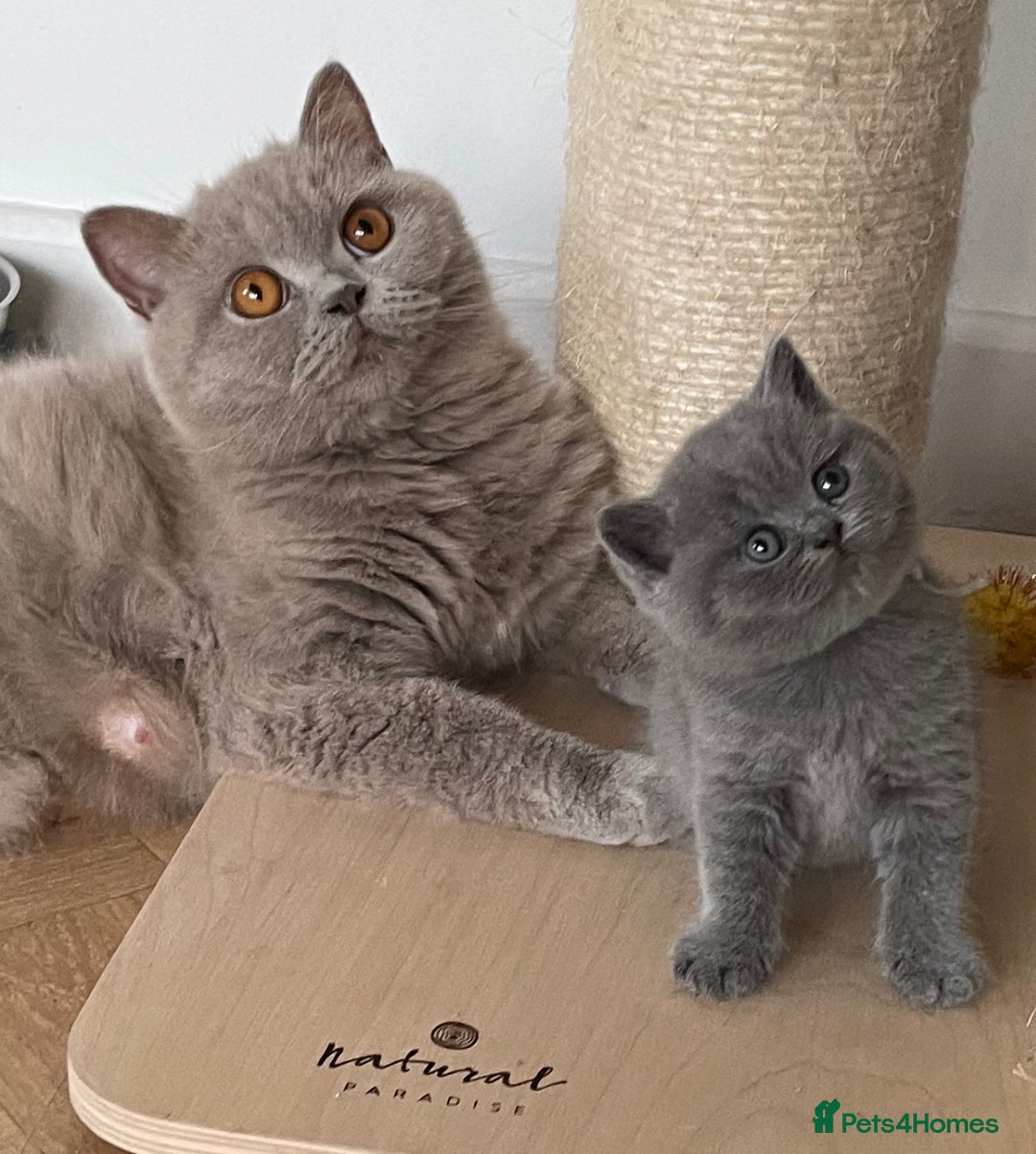 British Shorthair cats for sale: 🏆Champion GCCF British Shorthair kittens 🏆 - Image 13