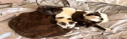 Mixed Breed cats for sale: 3 super friendly girls  - Advert 15