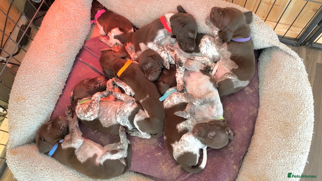 German Shorthaired Pointer dogs for sale: SENSEI-SAINTS German Shorthaired Pointers - Image 4