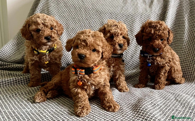 Maltipoo dogs - Advert 3
