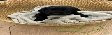 Labrador Retriever Puppy 4