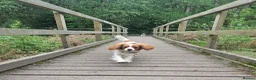 Cavalier King Charles Spaniel dogs for sale: Cavalier king charles for Sale - Advert 2