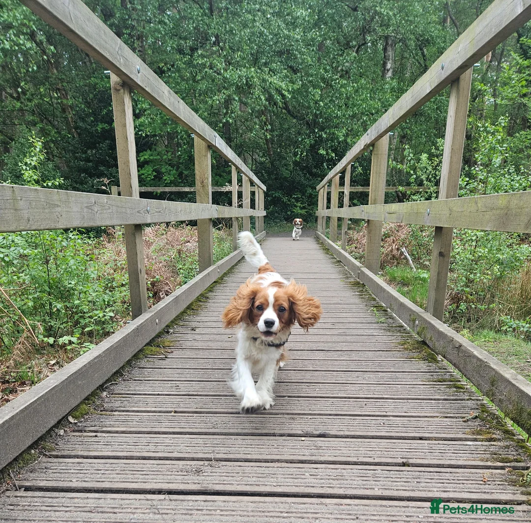 Cavalier King Charles Spaniel dogs for sale: Cavalier king charles for Sale - Advert 2