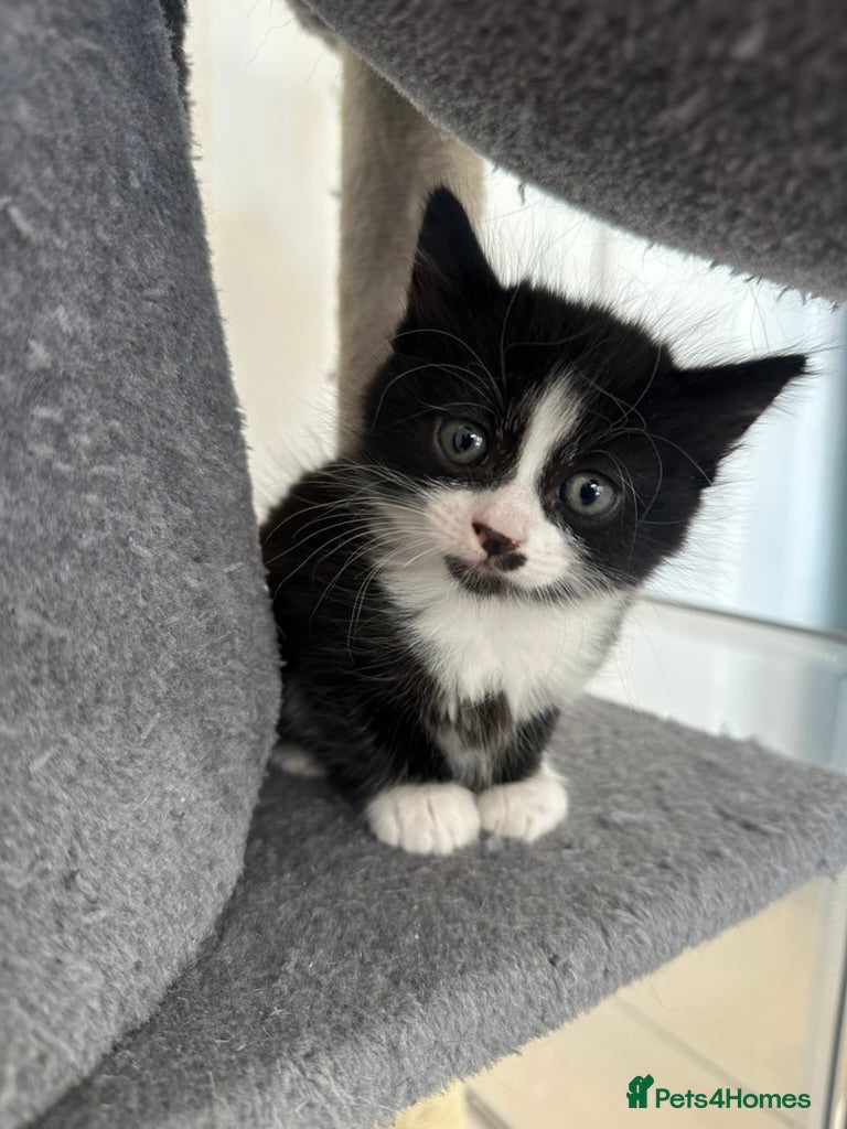 Mixed Breed cats for sale: Adorable, playful kittens ready now! in South Croydon - Advert 5